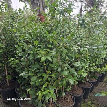 sabun gül buketi: Kameliya qarişiq rənglər — 6