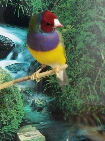 самюн ван в душанбе: 4 ekjeydi hamsin alana ucuz satilacaq — 1