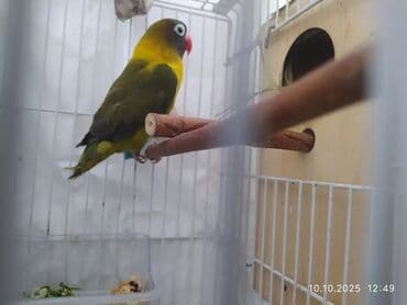 кольчатый попугай цена: Salam Nerazlucniklər sarı narıncı başlı, narıncı quyruqlu cütlər — 6