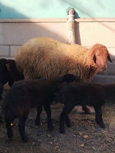 bmw 3 серия 325tds at: Satilir Ana Bala Qoyunlar Boğaz Heyvanlar ekiz Bala Heyvanlar Kom 8 — 10