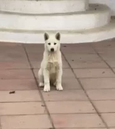 Xaski, 3 ay, Dişi, Peyvəndli