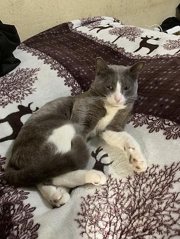 Erkək, Cütləşmə üçün