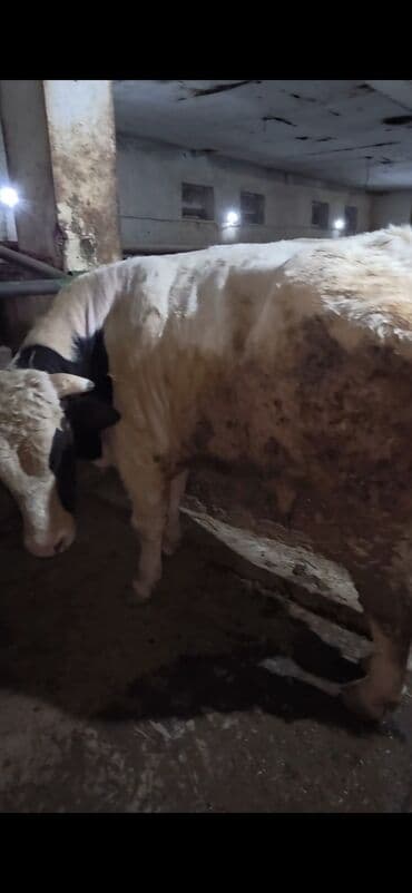 Сельхоз птицы: Самец, Simental, лет: 2, Для разведения, Для молока, Самовывоз — 1