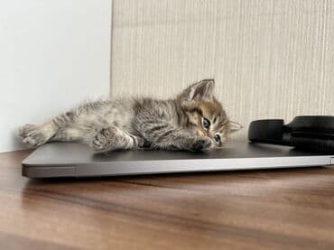 heyvanlar cütləşməsi: Şinşilla — 15