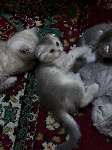 sican sekili: Şotland yastı qulaq, Dişi, Yaxşı əllərə, Ünvandan götürmə — 7