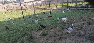 3 ayliq kend çolpasi 1 ededi 10 manat — 9