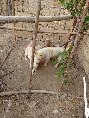 heyvan bazari: Zvonok, 1 il, Erkek, Ünvandan götürmə — 1