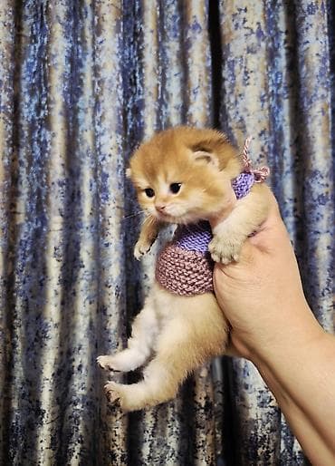 pişikləri: Britan, Erkək, Yaxşı əllərə, Ödənişli çatdırılma — 3