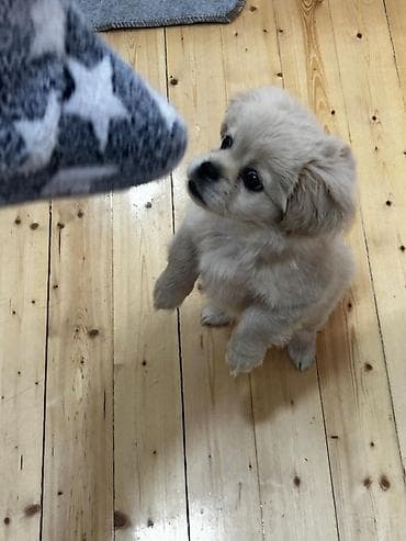 it xaltalari satisi: Cins: kiçik ölçülü dekorativ it balası Rəng: açıq krem/bej Yun — 4