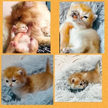 Britan, Erkək, Pulsuz çatdırılma lalafo.az -da Britan, Erkək, Pulsuz çatdırılma