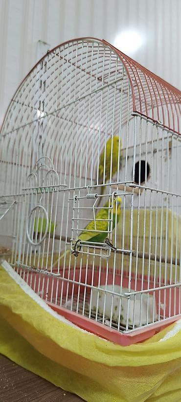 cex qus: Oz quslarımdı tam saglamdilar, hər şey üstundə verilir — 3