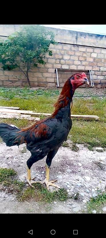 heyrətilər: Aseel tipli uzunboy döyüş xoruzu Heyratı 7aylıqdı hələ ayılmayıb - — 1