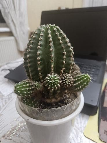 kaktuslar: Kaktus – saxsıda, çoxgövdəli — 1