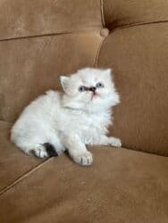 русская голубая кошка баку: Britan, Dişi — 3