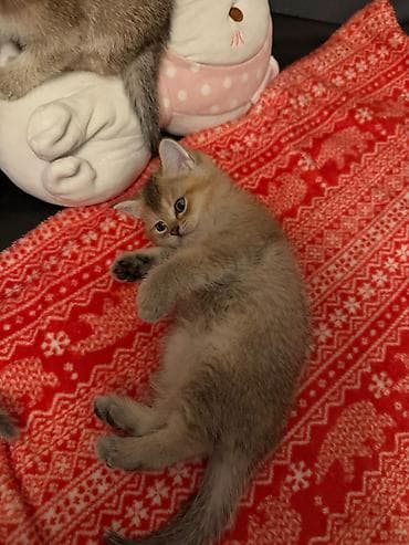 ucuz pisik: Britan — 6