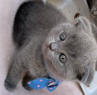 pişik latoku: Şotland yastı qulaq, Erkək, Dişi, Ödənişli çatdırılma, Ünvandan götürmə — 13