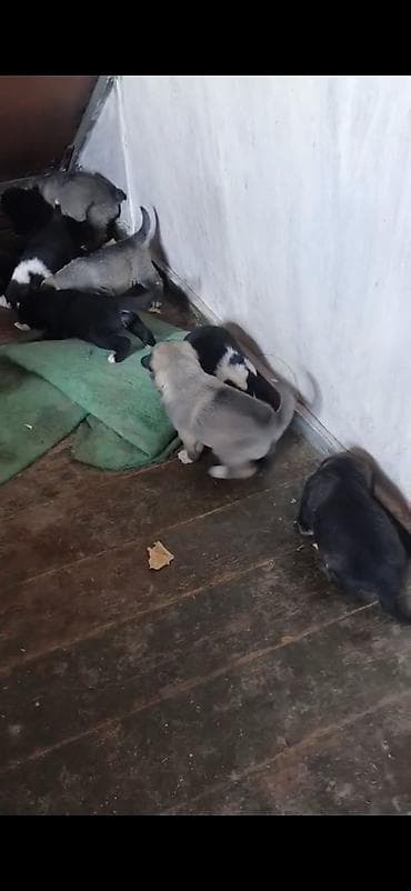 ov itleri satisi: Afcarka ve balaları satılır isdeyen olsa vapçatda yazsın 0507613355 — 5