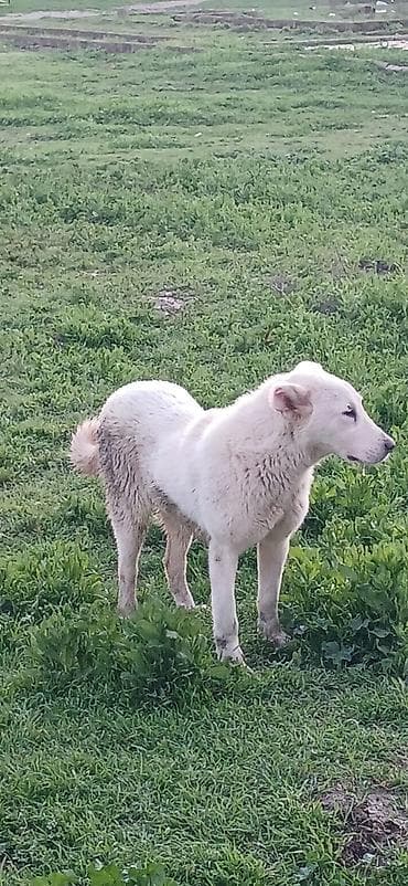 sivas kangal kanqal iti: Qurdbasar, 6 ay, Dişi, Peyvəndli, Ödənişli çatdırılma — 6