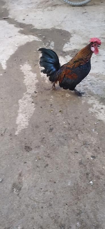 at satanlar: Yaponka Xoruz — 2