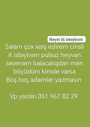 отдам собаку даром: Elan: Həyət iti axtarılır Təsvir: - Cinsli həyət iti axtarıram. - — 1