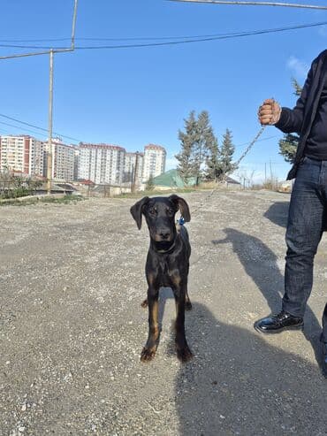 doberman iti qiymeti: Doberman, 4 ay, Erkek, Peyvəndli, Ünvandan götürmə — 7