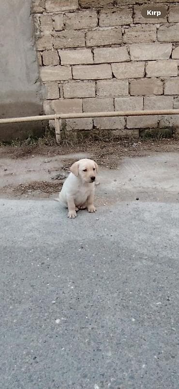 Labrador-retriver, 2 ay, Dişi, Peyvəndli