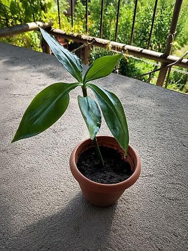 Qızıl bığ (Callisia fragrans) – sağlam və baxımlı dibçək gülü 🌿 Sağlam