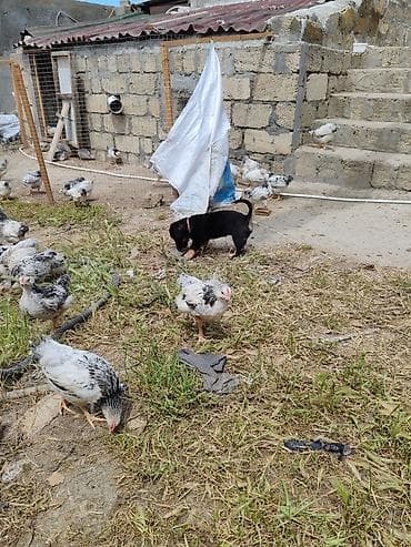 pişik sortlari: ‼️ Təcili Satılır ‼️ Zvanok təmiz cins 3 aylıq Dişi Tam sağlam — 8