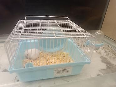 ana ari satisi: Xomyak + Gefes + teze opilka paçkasi = 10 manat . Хомяк + клетка + — 3