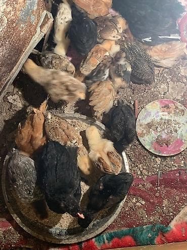 Toyuqlar: Toyuq cücələri, Damazlıq, Ünvandan götürmə — 1