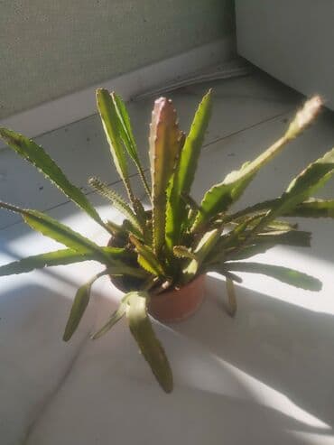 dibcek gulleri ve adları: Kaktus orxideya Şitilləri 5 azn. Adi kaktus 2 azn — 1