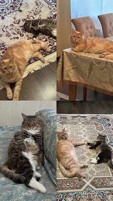 Meyn-kun, Erkək, Yaxşı əllərə