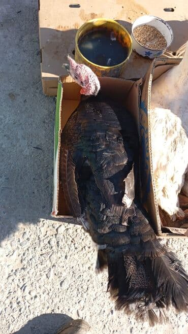 VAZ (LADA): Erkək, Damazlıq, Ünvandan götürmə — 1