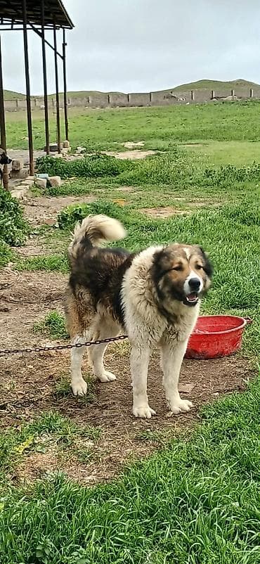 coban itləri: Qafqaz çoban iti, 1 il, Erkek — 4