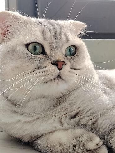 şinşilla pişiyi: Şotland — 1