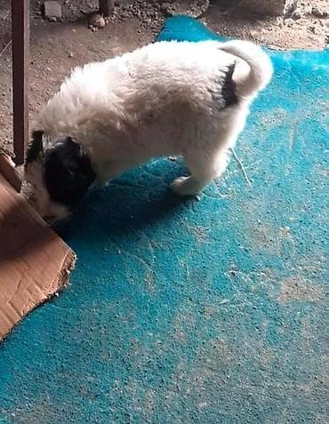 Qafqaz çoban iti, Dişi — 7