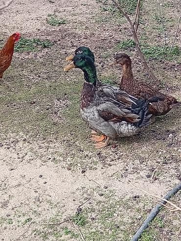 Pişiklər: Erkək, Ətlik — 4