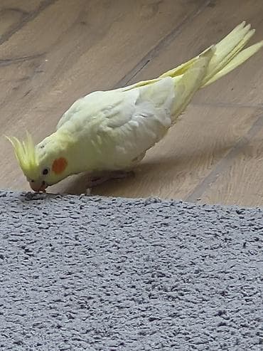 Salam aprelin sonuna kimi endirim 50 yox 45azn olacaq7 .8 aylıq dişi