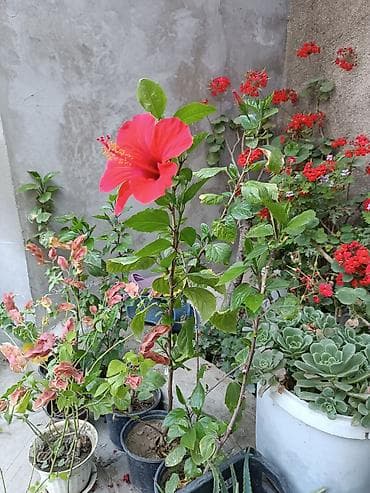 meyve veren kaktus: Satışda: dekorativ otaq və bağ bitkiləri - Echinopsis tipli tikanlı — 8