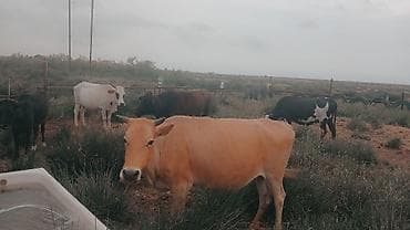 5 iri damazliq mallar satilir hem sutluk hem etlik hundur heyvanlardi