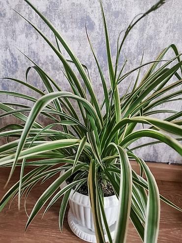 gəlin gülləri: Bitki: Xlorofitum “Spider Plant” (xlorofitum variegata) - Yarpaqlar — 3