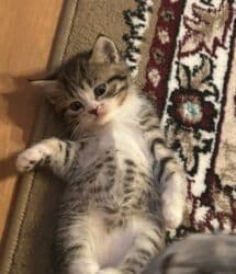 erkek pişik: Şotland, Erkək, Dişi, Yaxşı əllərə, Ünvandan götürmə — 2