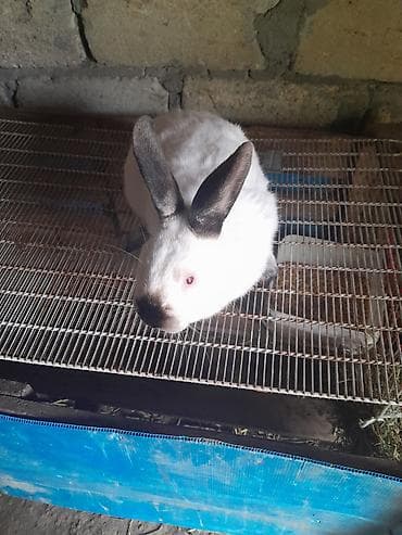 dovşa: Kafonya dosandi erkedi 3 4 arasi eti var damazdgada yarir sonu 40m — 1