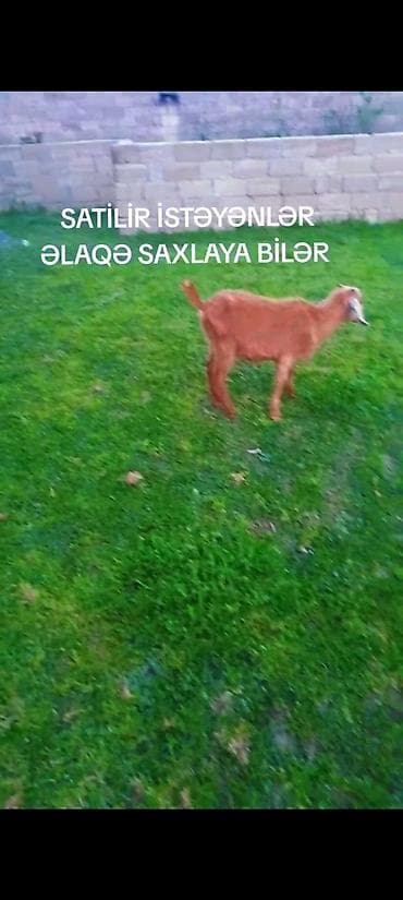 Sort cepislər 2 sani erkəyi 1 nubiyan 1de mələyim erkey