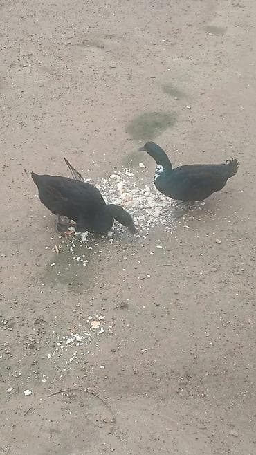 ordeyler: Erkək, | Lal ördək, Damazlıq — 5