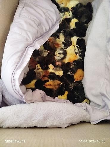 cücə toyuq: Toyuq cücələri, Ətlik — 1