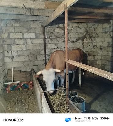 wortex su filteri: Dişi, Simental, il: 2, Südlük — 7