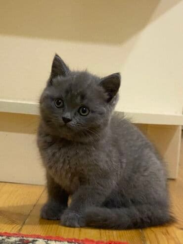 heyvan barınağı: Şotland yastı qulaq, Ünvandan götürmə, Pulsuz çatdırılma, Ödənişli çatdırılma — 8