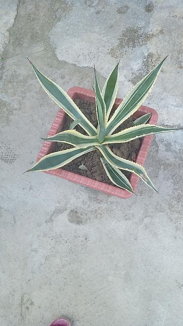 yeddi gozel gulu haqqinda: Həyət gülü satilir cox gözəl görünüşü var dibcəkdədir — 1