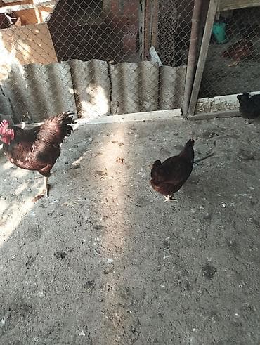 erkek quzu: Toyuq, Yumurtalıq — 4
